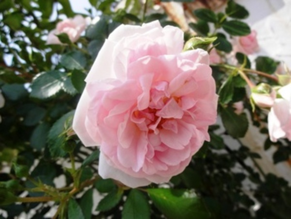 また冷え込み始めた熊本では満開の薔薇が咲いております♪