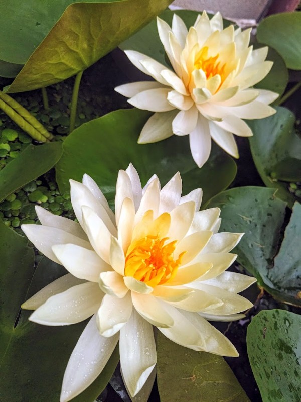 おはよう睡蓮花🌸綺麗だよぉ～