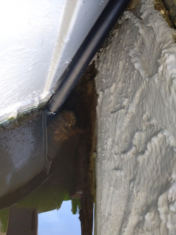 脱走した亀が別の池に潜んでた😲/玉名市に雨漏れ調査にGO