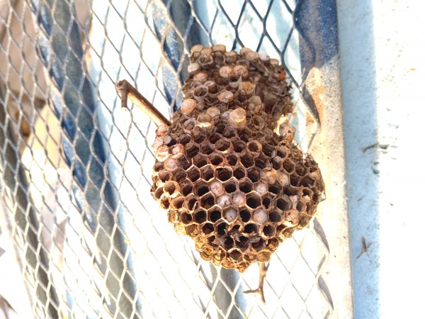 外壁解体     蜂の巣発見😶‍🌫️
