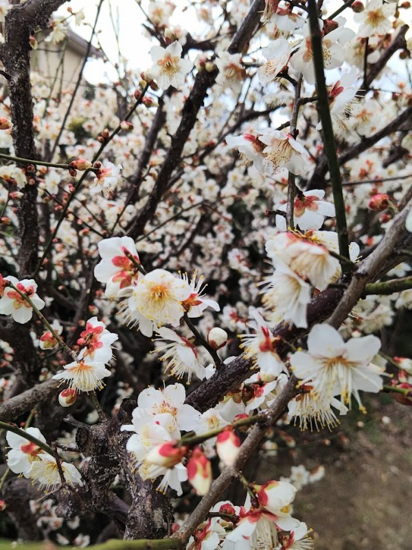 ローライダー大好き塗装屋弟子日記　🌸梅もきれいに咲いてる季節🌸